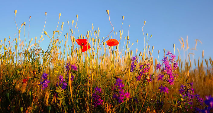 Flowers in a field 