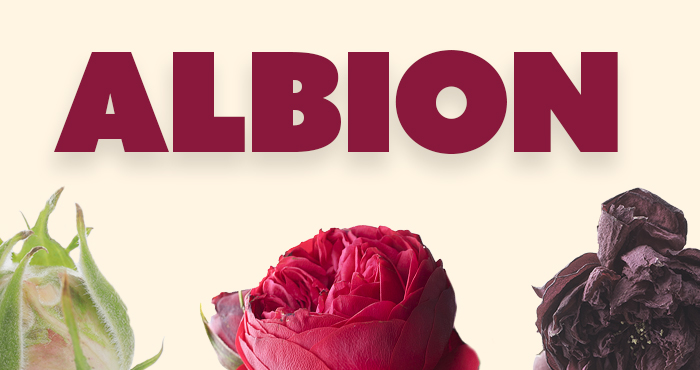 Albion - website